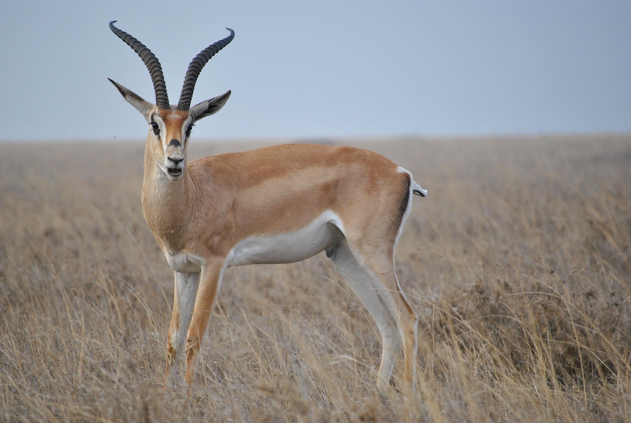 africa, tanzania, national park, safari, serengeti, antelope, antelope, antelope, antelope, antelope, antelope