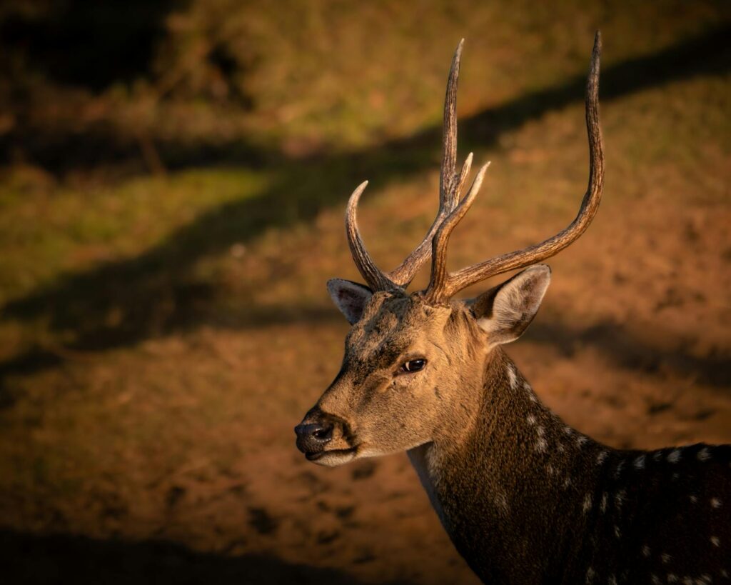 Side profile of a spotted deer with antlers in warm sunlight.