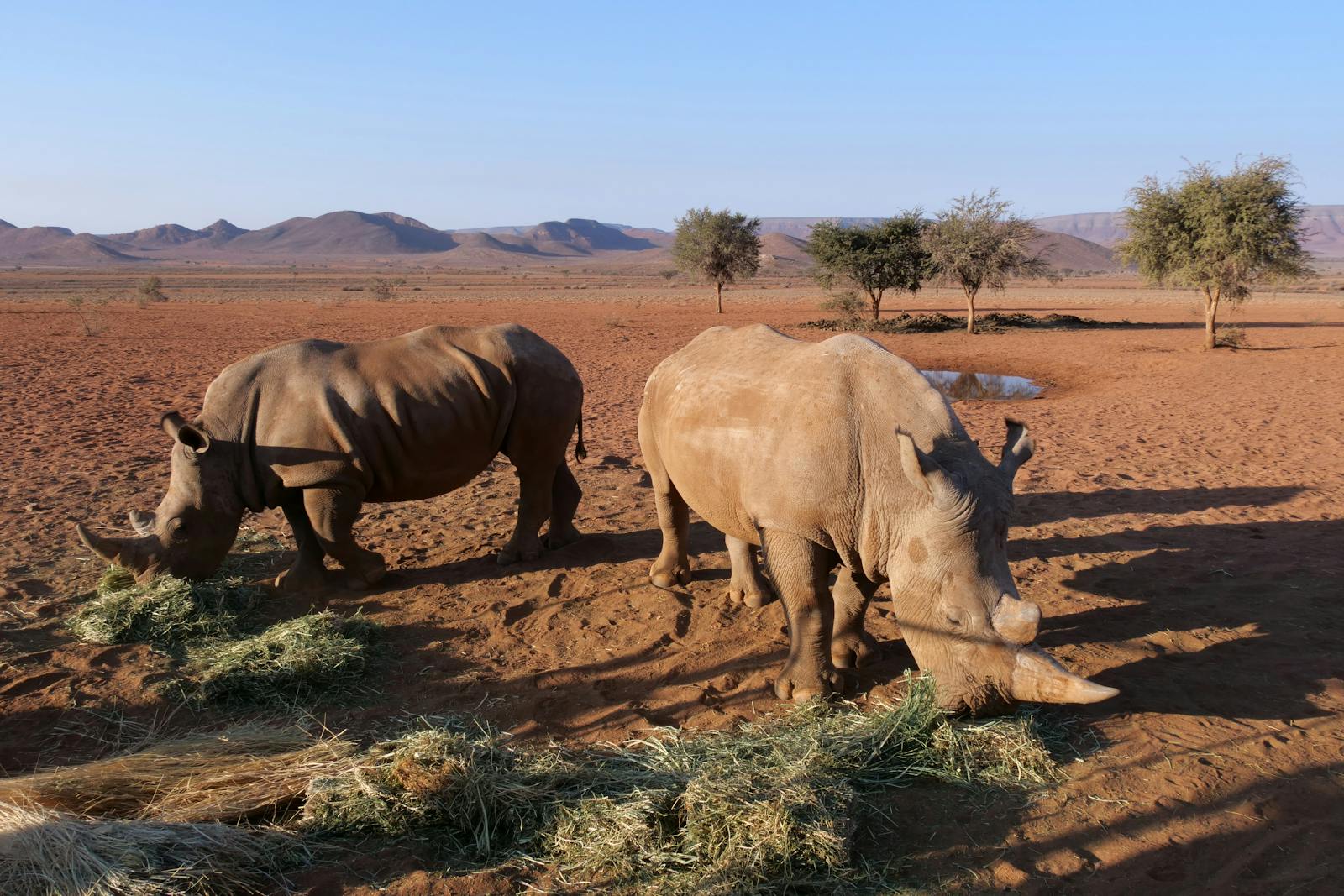 Two rhinos grazing in the vast African savanna with mountainous backdrop, showcasing natural wildlife habitat.