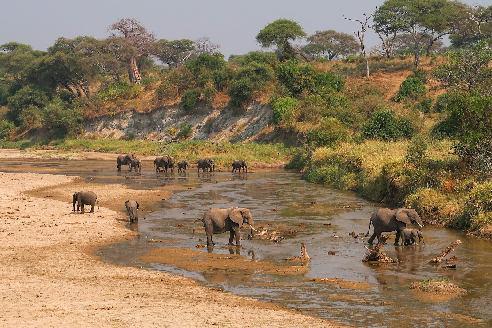 A herd of elephants walking across a river