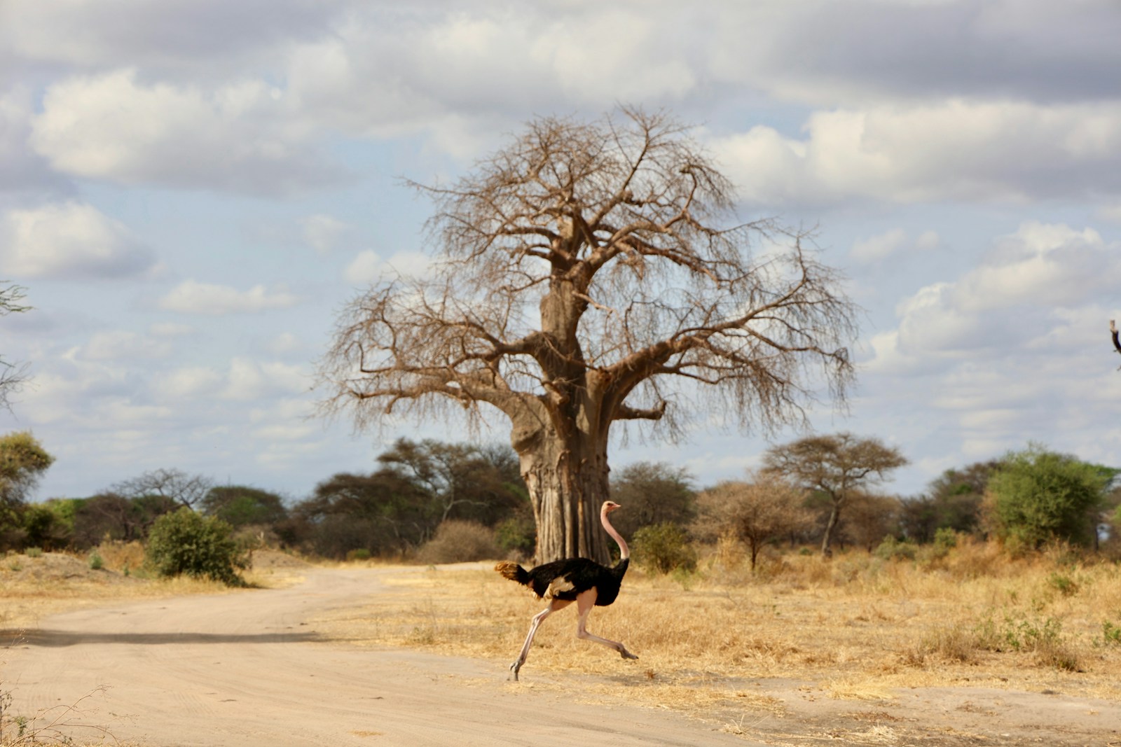 An ostrich running across a dirt road in front of a tree