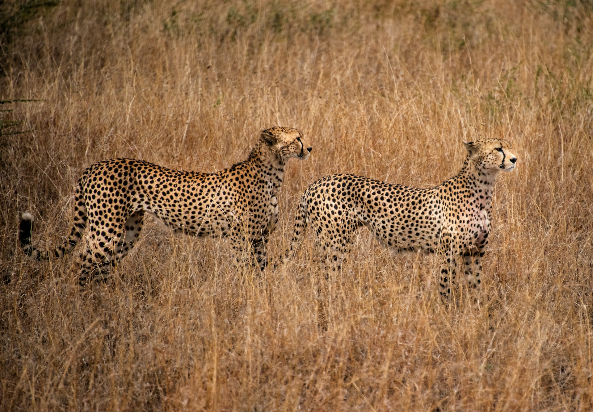 terry-granger-Skph63ZfHC0-unsplash