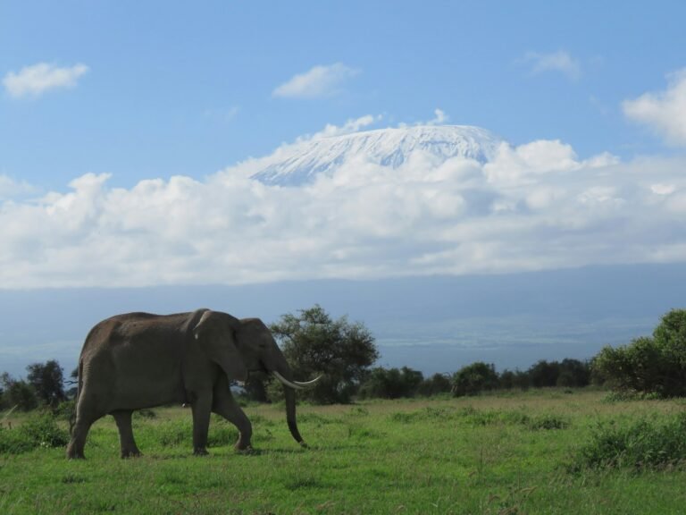 A large elephant walking across a lush green field