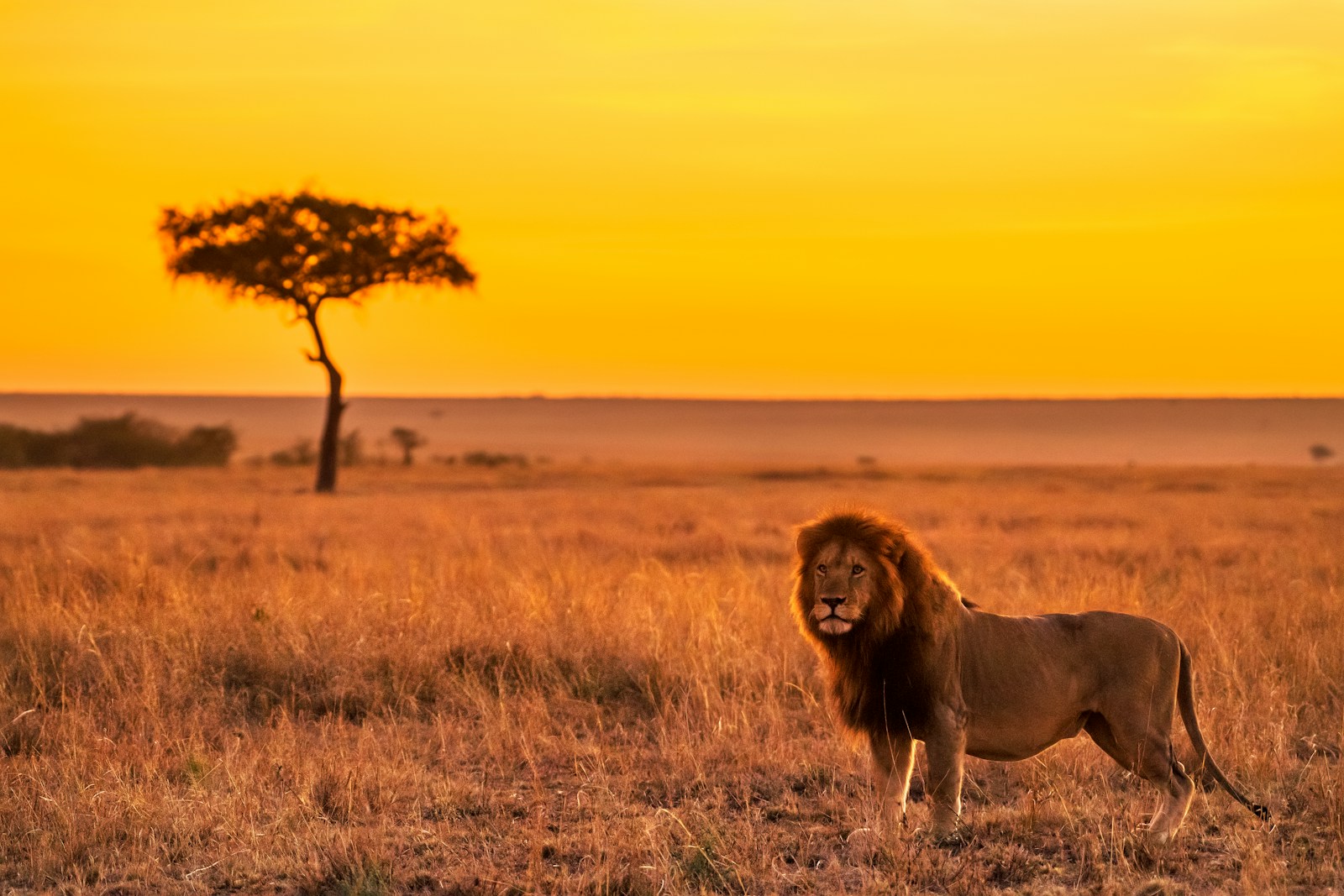 lion on brown grass field during daytime