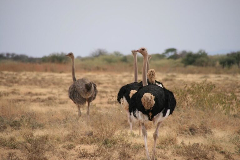 Four Days/ Three Nights Ngorongoro Trekking