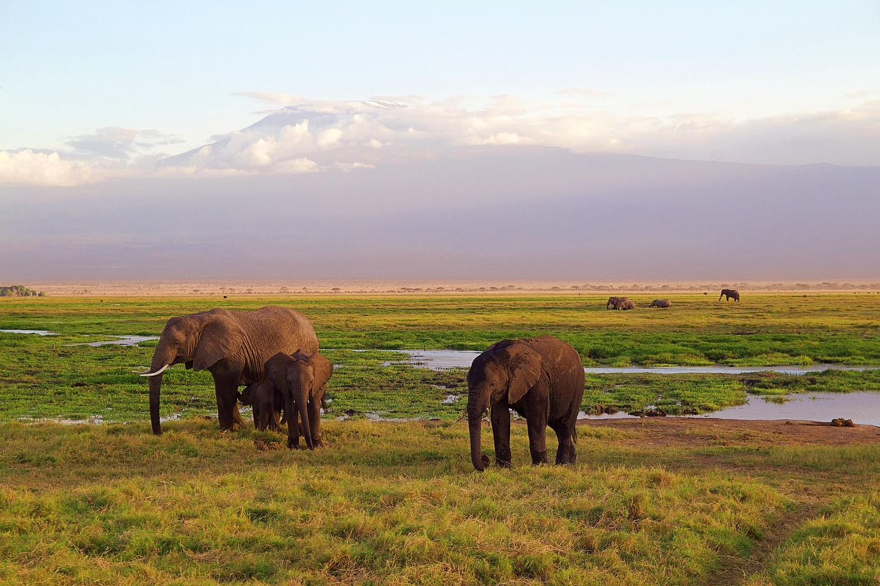 elephants, africa, safari, national park, kenya, animal world, wilderness, landscape, nature, environment, kilimanjaro, mountain, elephants, africa, africa, africa, safari, safari, kenya, kenya, kenya, kenya, kenya, environment, kilimanjaro, kilimanjaro, kilimanjaro