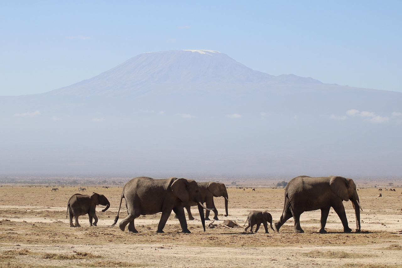 elephants, kenya, africa, safari, kilimanjaro, nature, animal, kenya, kilimanjaro, kilimanjaro, kilimanjaro, kilimanjaro, kilimanjaro, nature