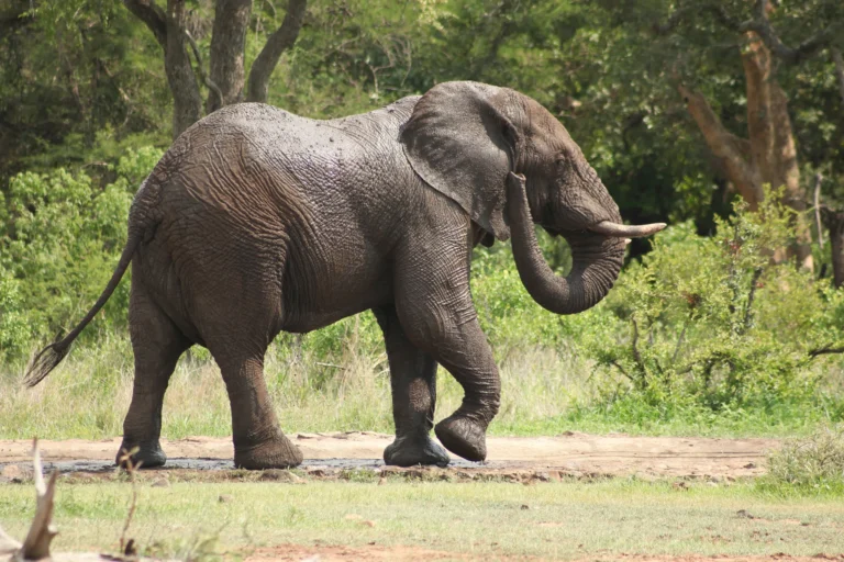 A large African elephant walking through open bushland in a game reserve — Back 2 Nature Expeditions