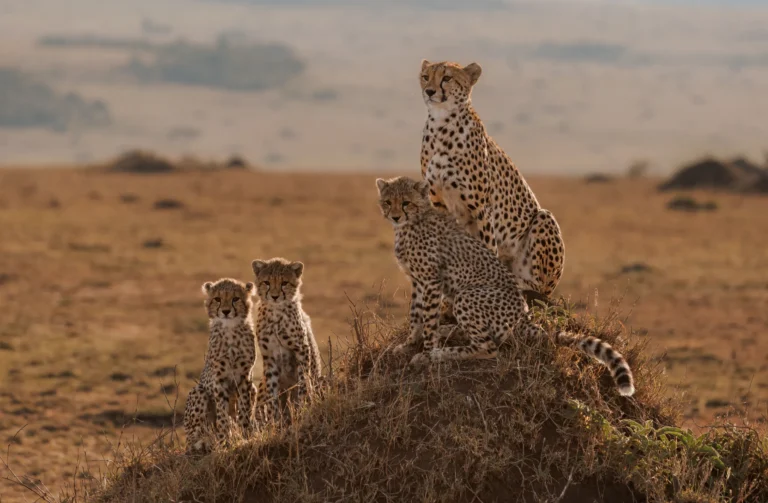 A cheetah family resting together on a grassy hillside — Back 2 Nature Expeditions