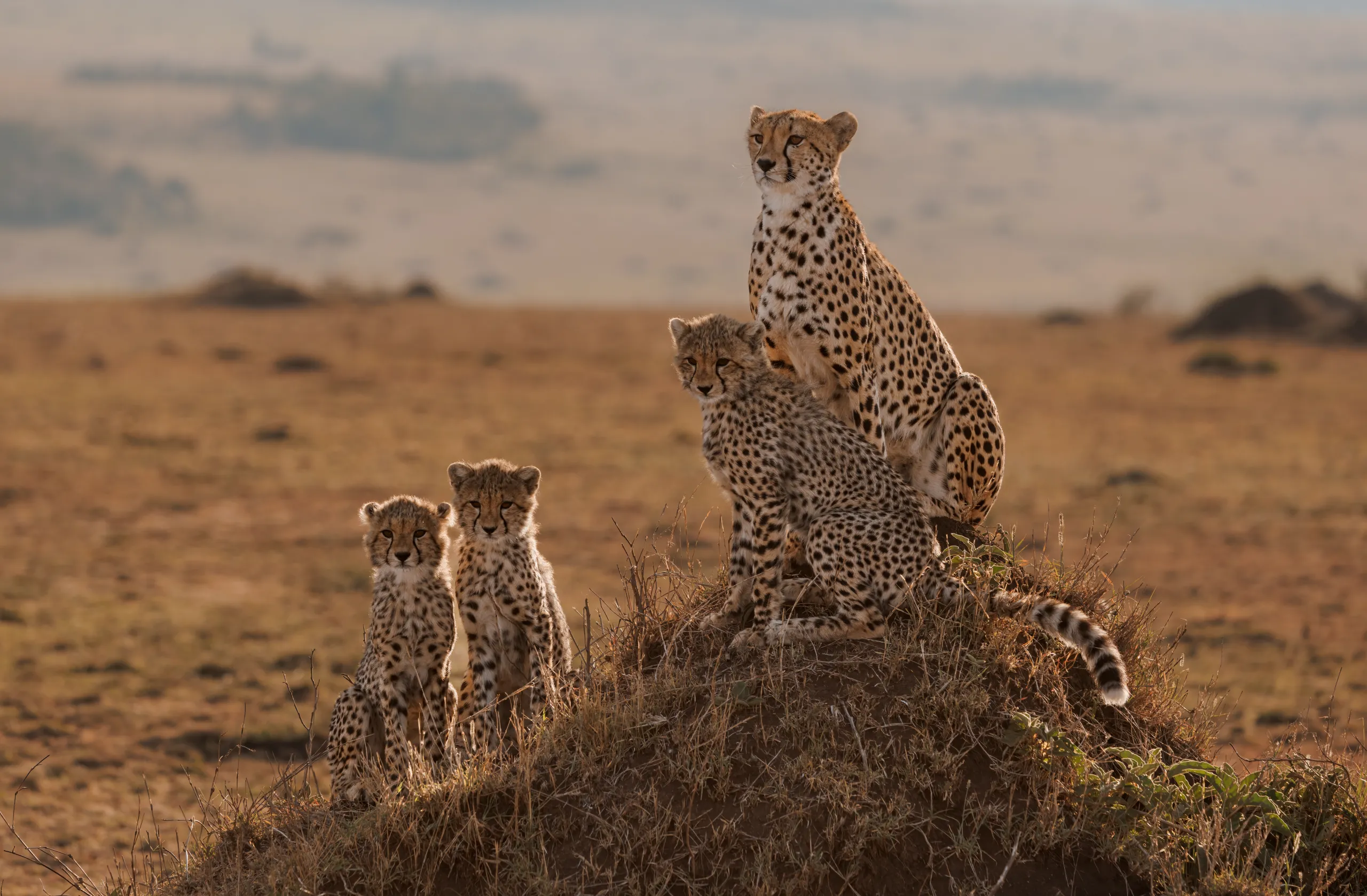 A cheetah family resting together on a grassy hillside — Back 2 Nature Expeditions