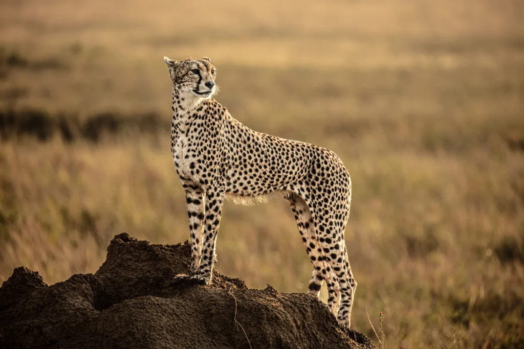 Close-up portrait of a cheetah watching the plains