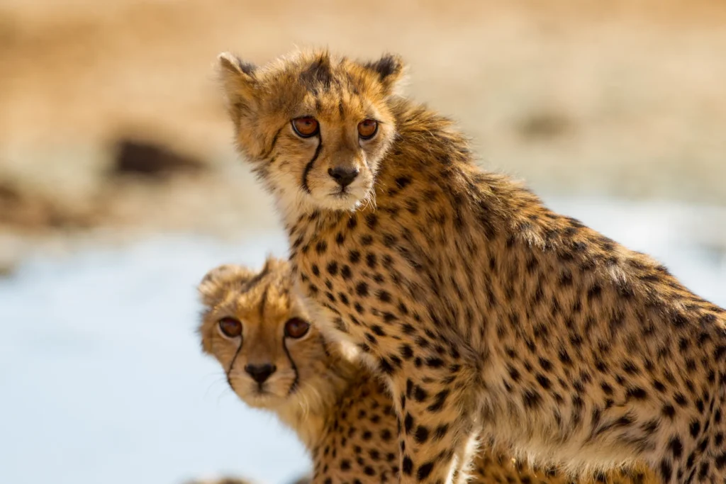 Two cheetahs standing alert in dry grassland — Back 2 Nature Expeditions
