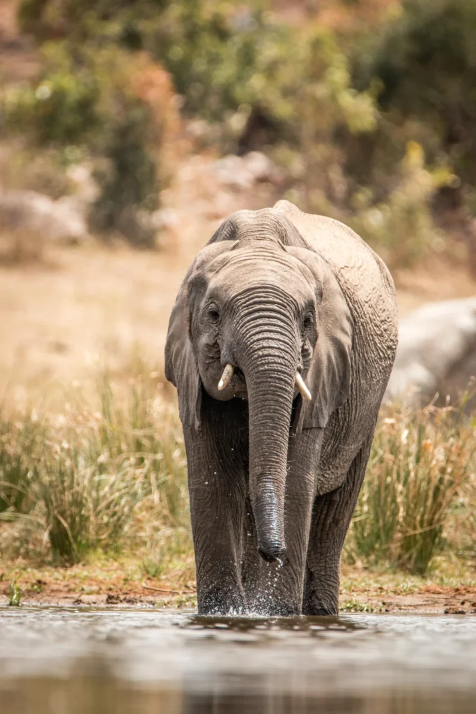 An elephant drinking at a waterhole in its natural habitat