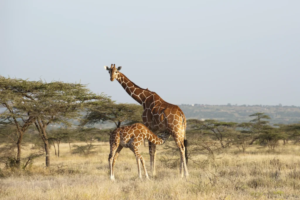 A giraffe calf nursing from its mother in the savanna