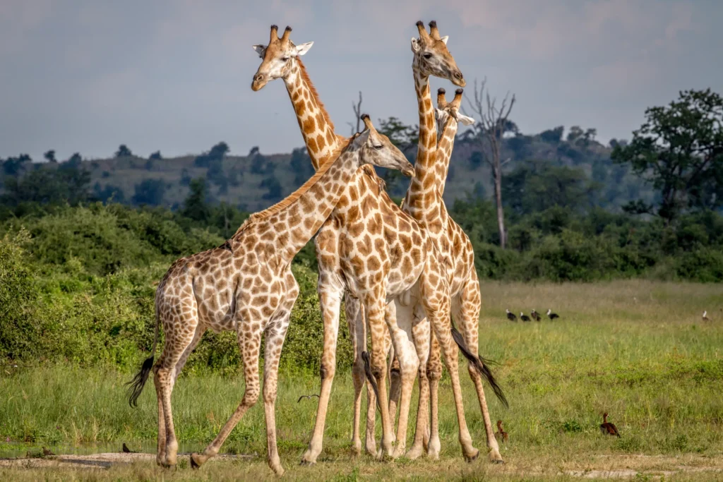 A family of giraffes gathered in the African savanna — Back 2 Nature Expeditions