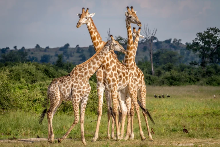 A family of giraffes gathered in the African savanna — Back 2 Nature Expeditions