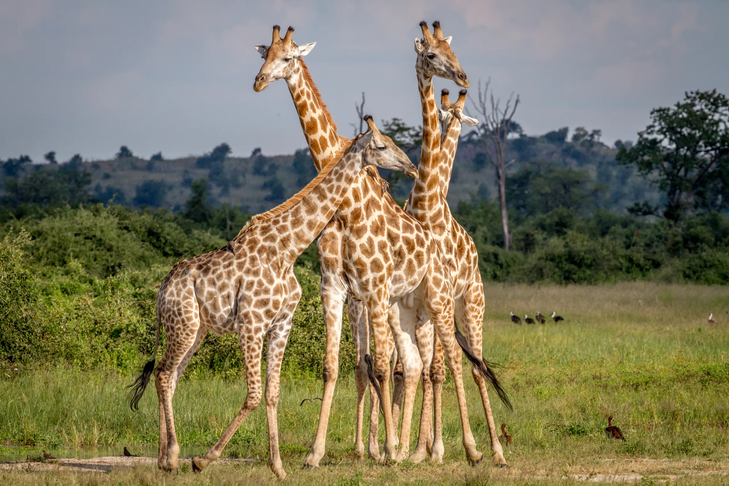 A family of giraffes gathered in the African savanna — Back 2 Nature Expeditions