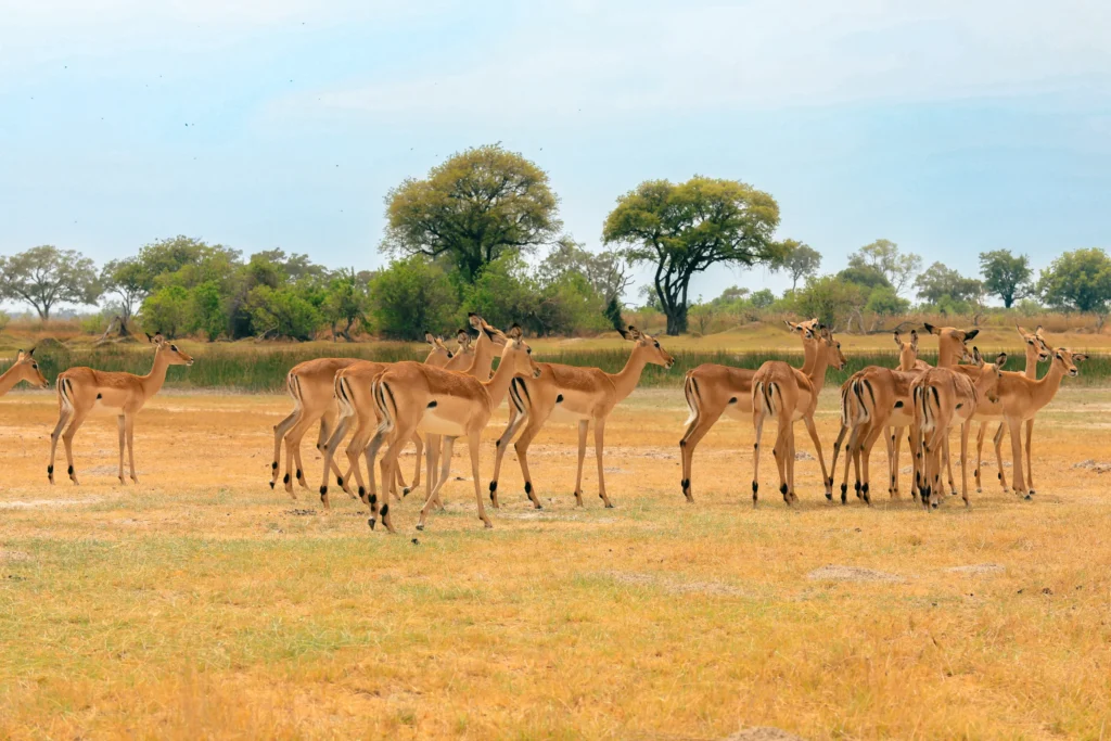 A herd of impala grazing on open plains