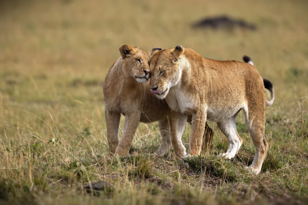 A lioness walking through tall grassland — Back 2 Nature Expeditions