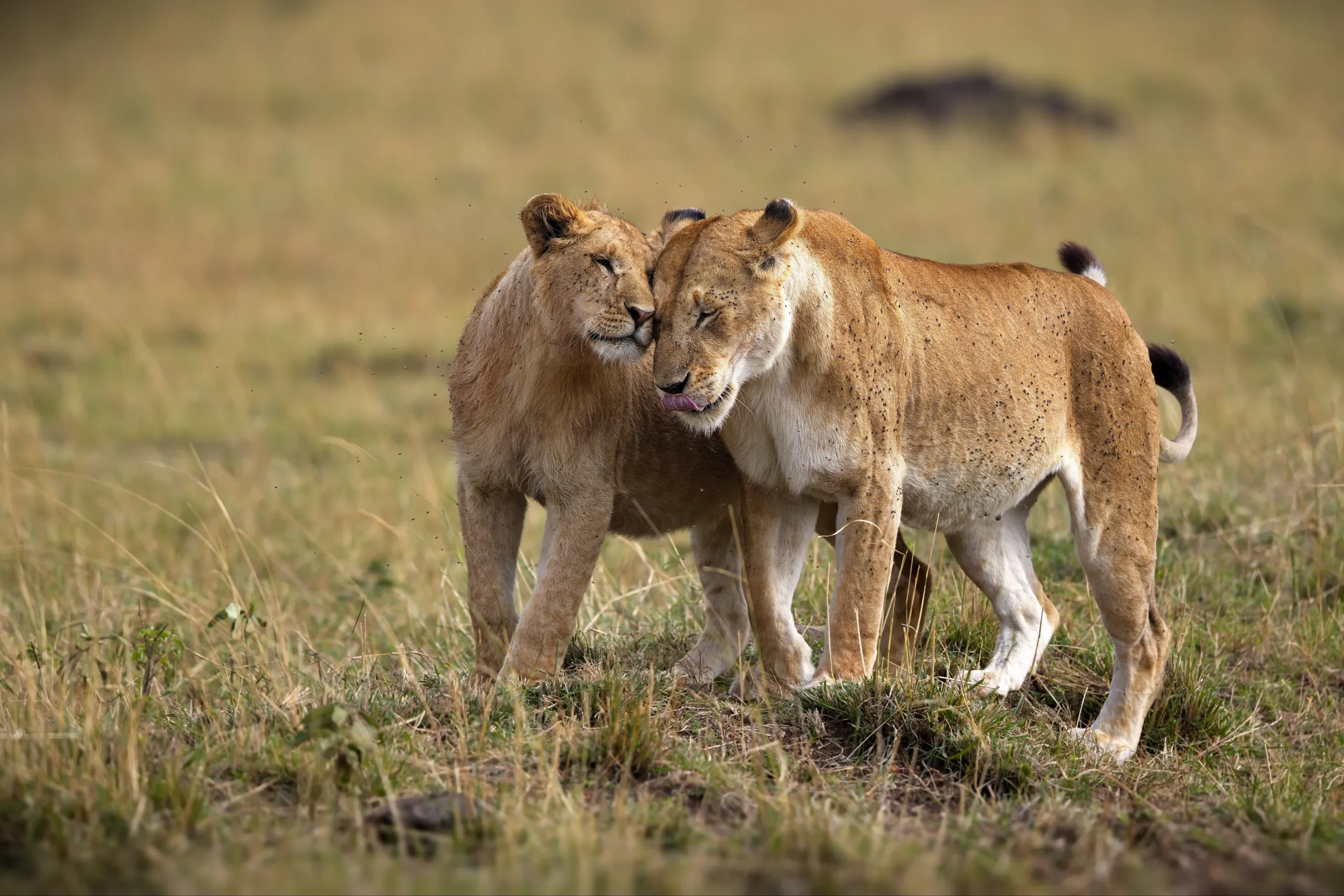 A lioness walking through tall grassland — Back 2 Nature Expeditions
