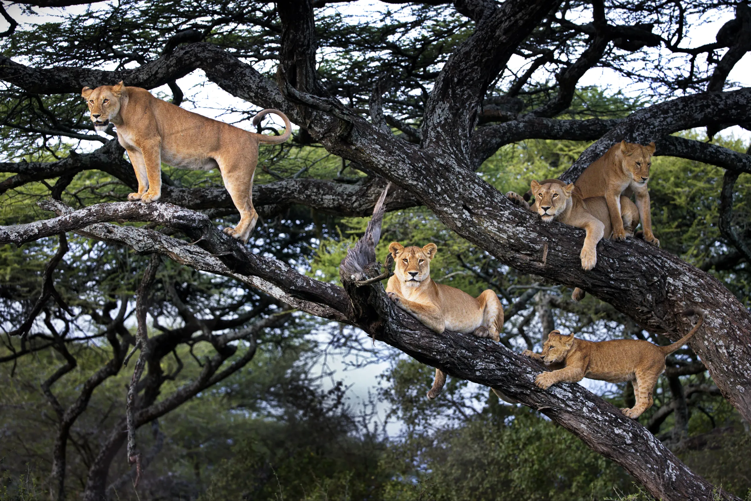 Lions and cubs resting in a tree in Tanzania — Back 2 Nature Expeditions