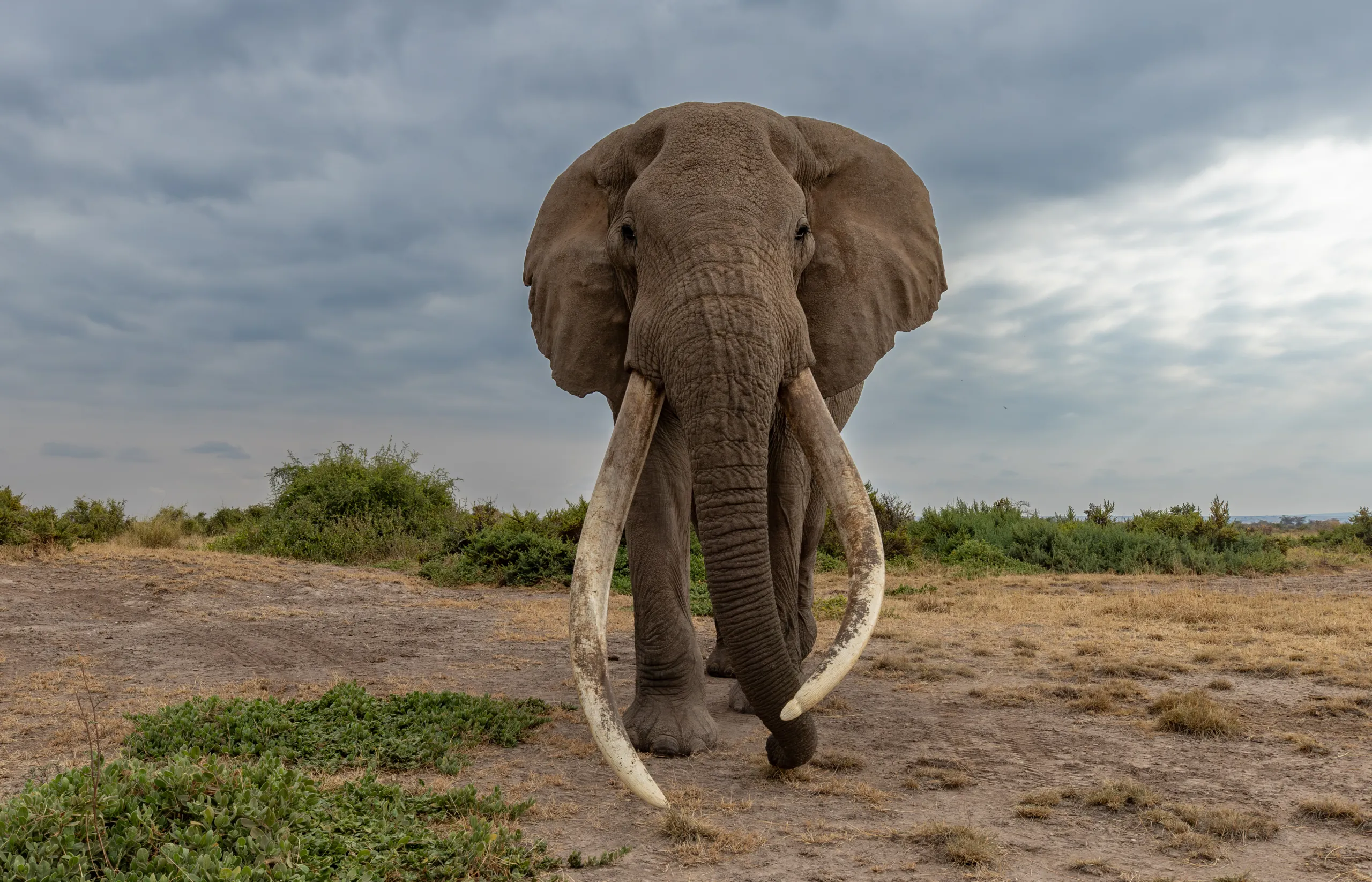 A large tusker elephant standing on open plains — Back 2 Nature Expeditions