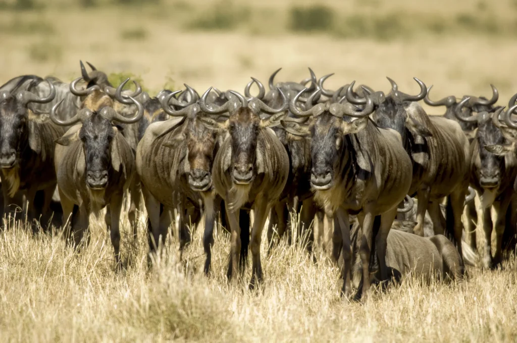 Wildebeest grazing on the plains of the Masai Mara