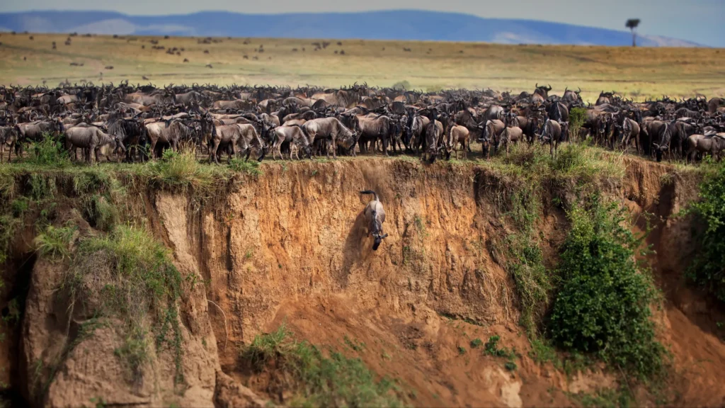 Wildebeest running together during the great migration — Back 2 Nature Expeditions