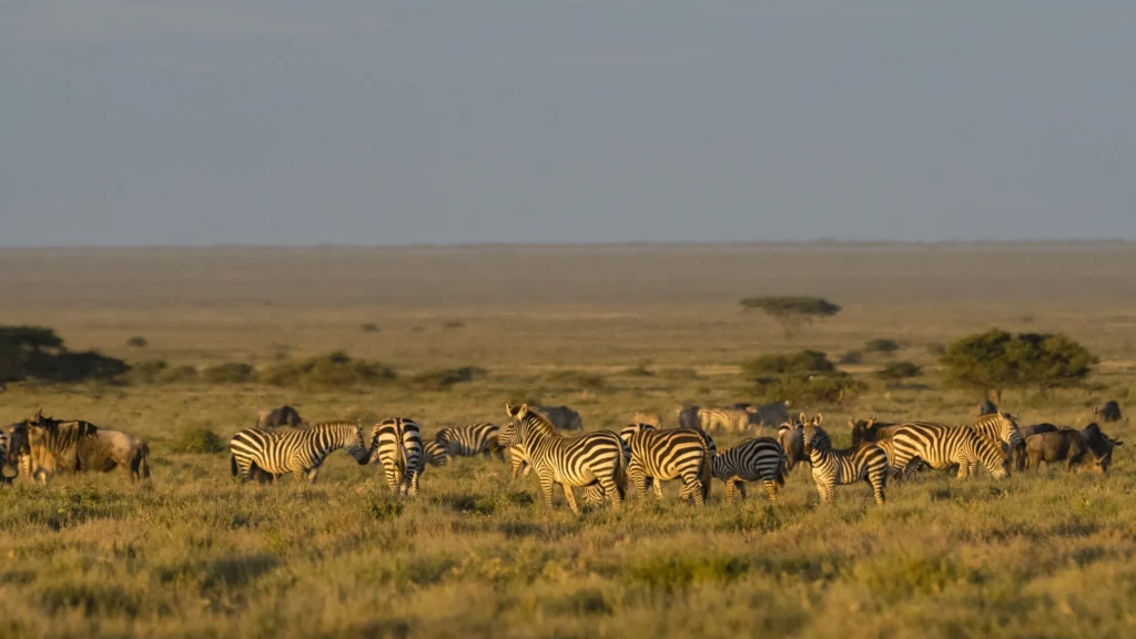 Zebras grazing in golden sunset light on the savanna — Back 2 Nature Expeditions