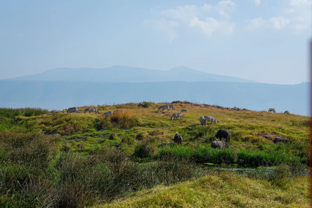 Zebras and buffalo grazing on the green Ngorongoro Crater floor