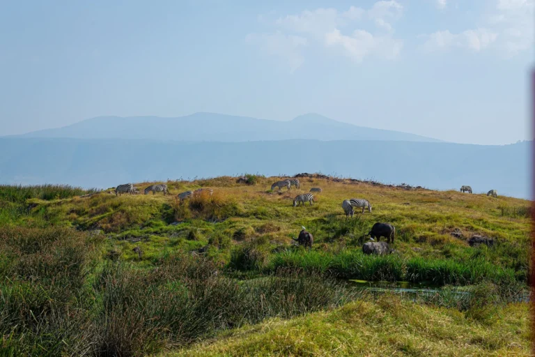 Zebras and buffalo grazing on the green Ngorongoro Crater floor
