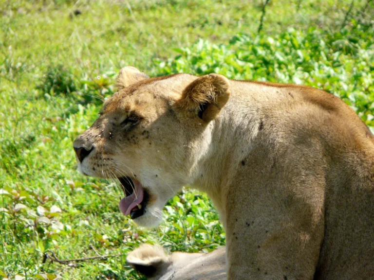 A lioness resting among green plants in the Ndutu area