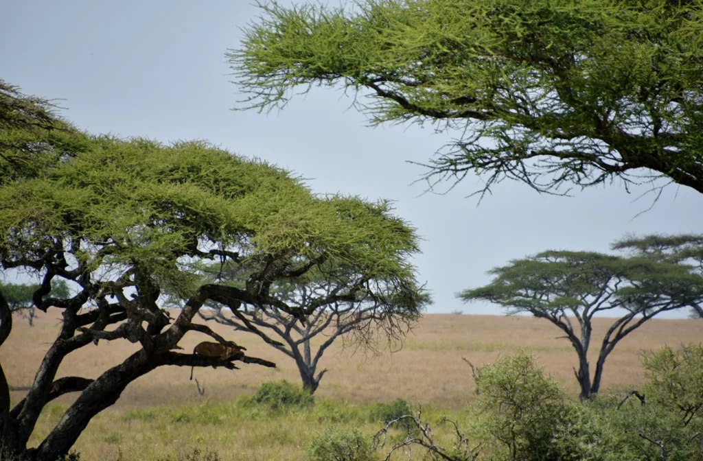 Acacia trees and open grassland in Serengeti National Park