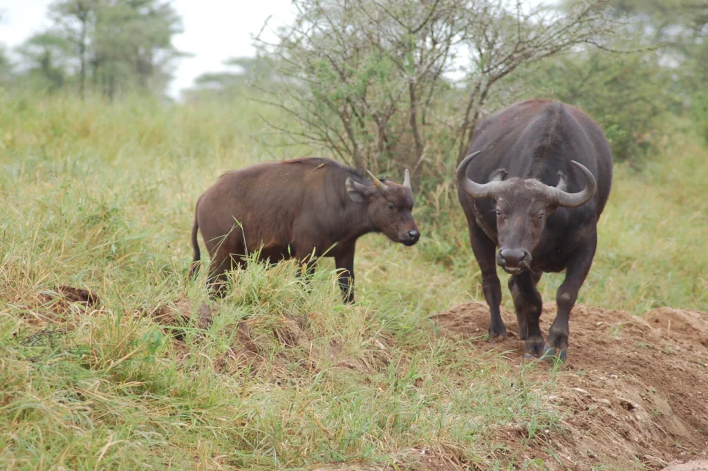 An African buffalo and calf in Serengeti National Park