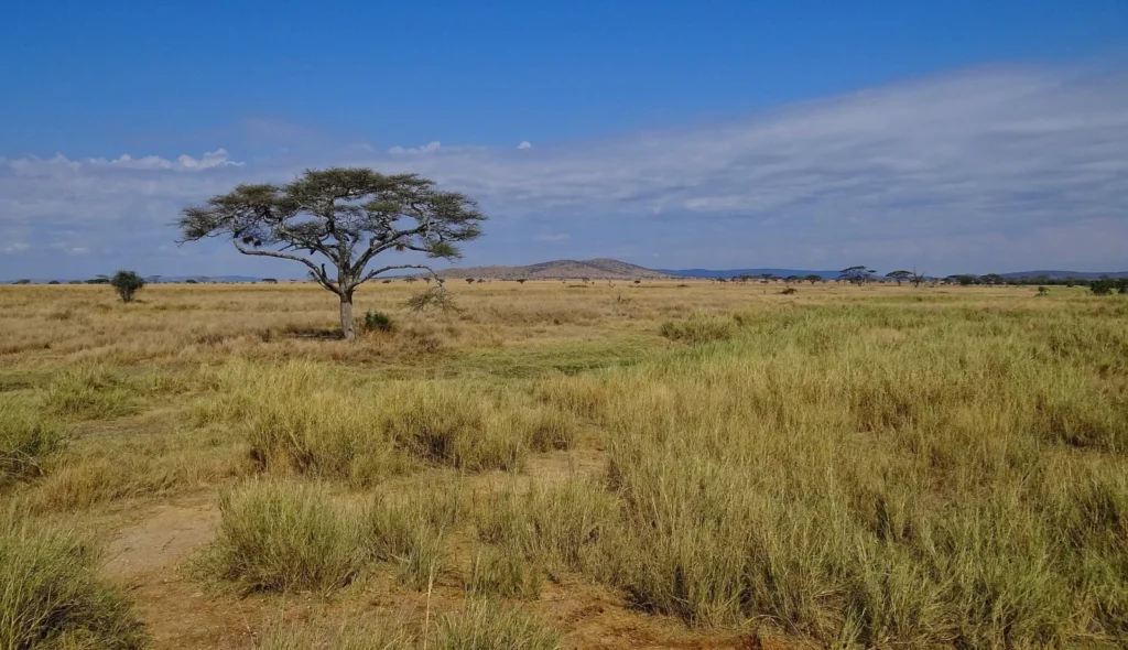 Open grassland and an acacia tree in Serengeti National Park