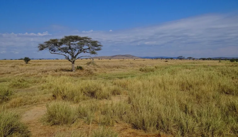Open grassland and an acacia tree in Serengeti National Park