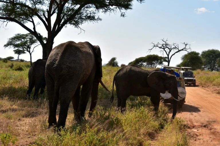 Elephants walking along a track beside safari vehicles in Tarangire
