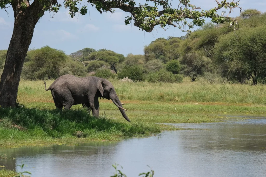 An elephant beside a waterhole and green vegetation in Tarangire National Park