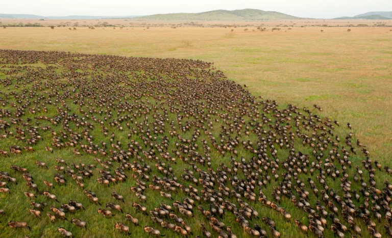 A herd of wildebeest on the Serengeti plains