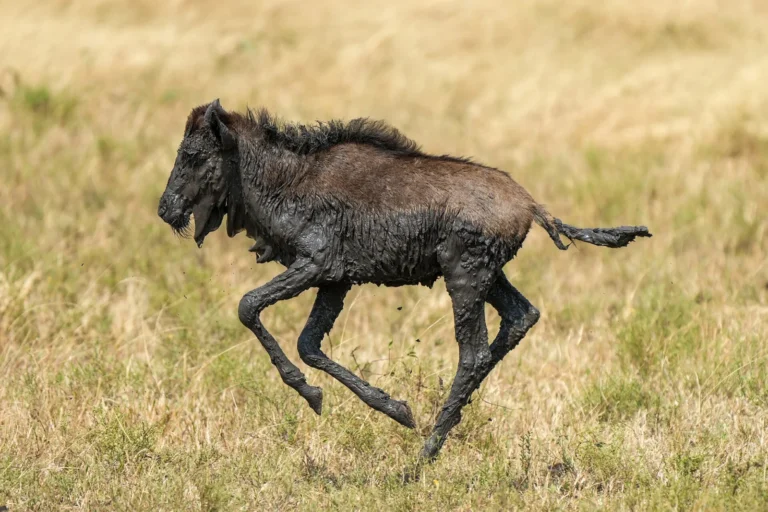 A young wildebeest covered in mud running in Serengeti National Park